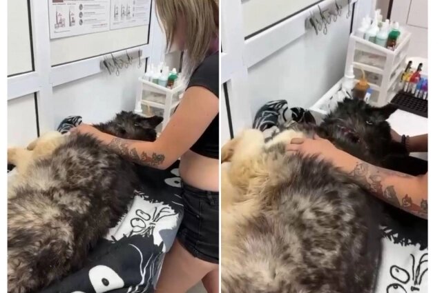    Фото: Предоставлено волонтерами