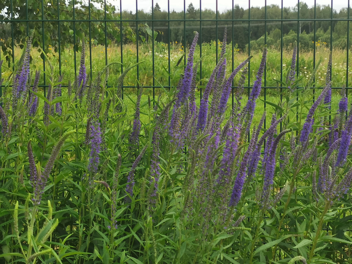 Вероника длиннолистная