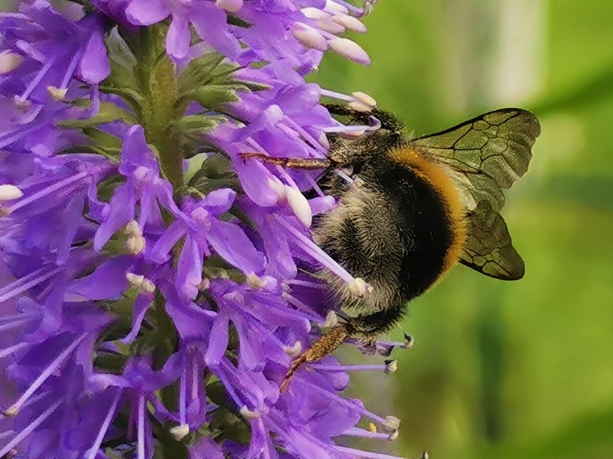 Портрет земляного шмеля. Профиль и анфас знаю, а как назвается этот ракурс? 