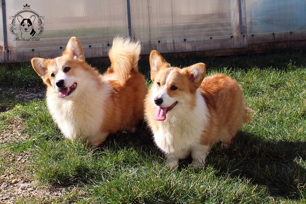 На фото RUSLAND ELIT GUCCI и RUSLAND ELIT GLORIA, https://vk.com/id587998024