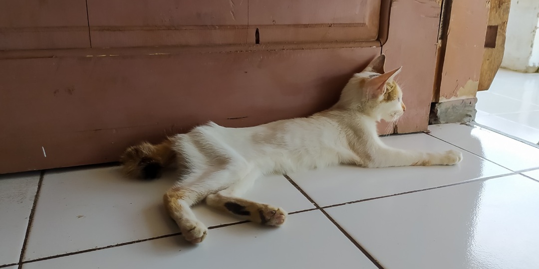 Анорексия у кошек: как безобидный отказ от еды приводит к фатальному исходу