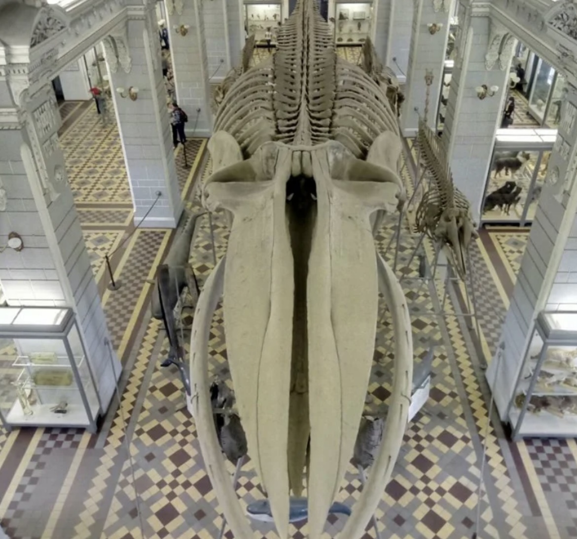 Скелет синего кита.