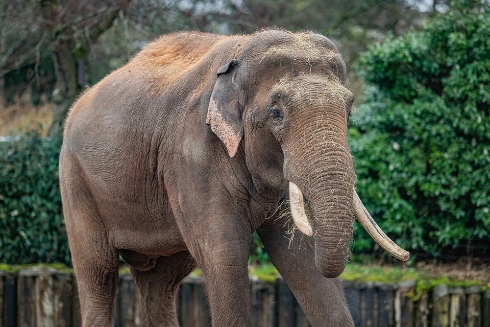    Слонов в Ленинградском зоопарке ждать не стоит: на это есть веская причина GLOBAL LOOK PRESS
