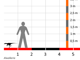 Альвалкерия по сравнению с человеком.