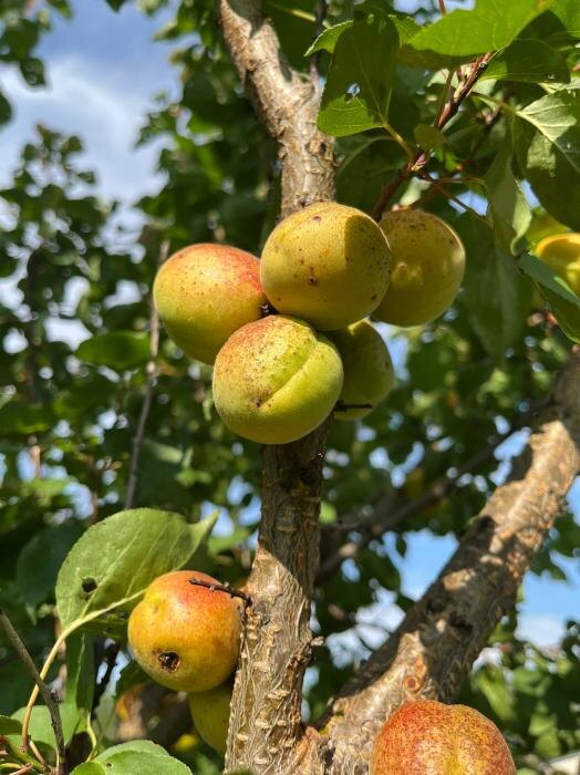 Псковские абрикосы
Фото: Людмила Иванова