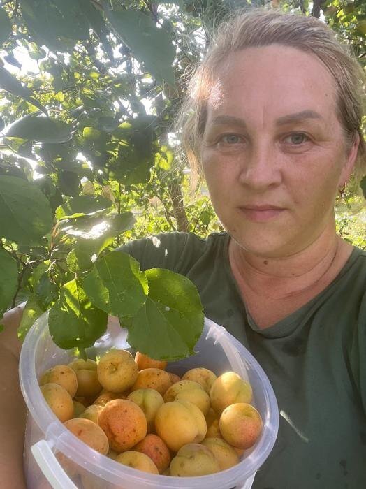 Псковские абрикосы
Фото: Людмила Иванова