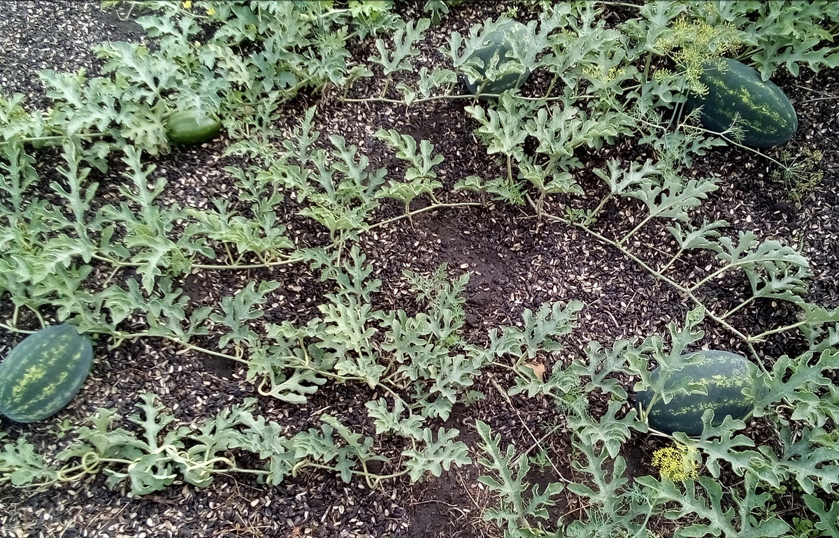 Тайский порционный трудно не заметить среди ботвы 