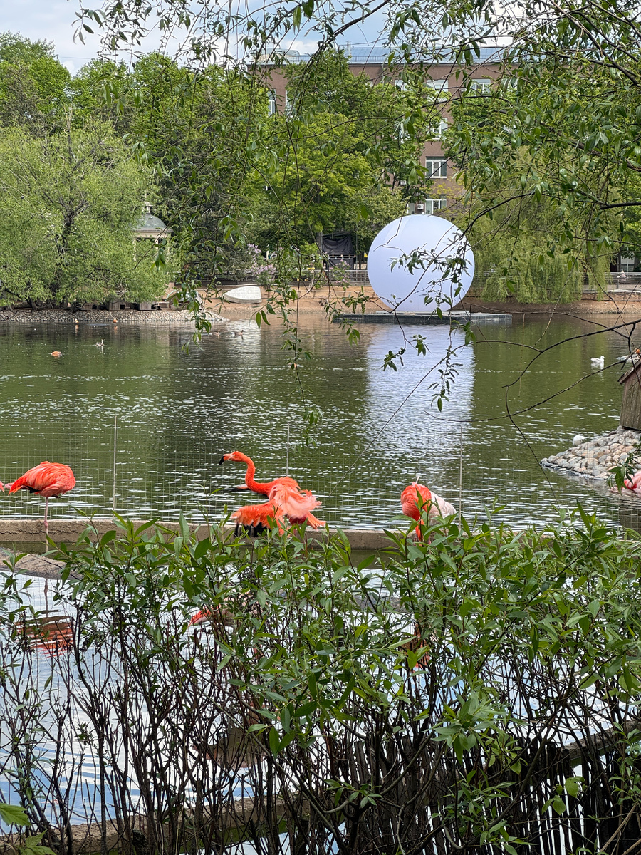 Фламинго ярко-розового окраса