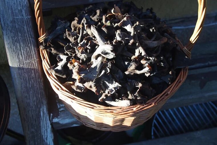 Черные лисички вкусные, ароматные и дорогие. Фото: tomasz przechlewski\CC BY 2.0\Flickr