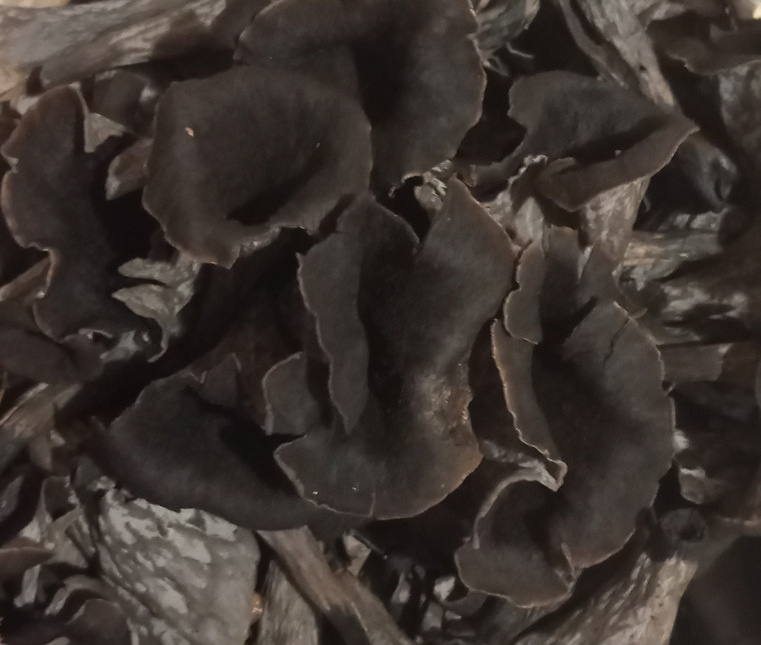 Черная лисичка — редкий гриб. Фото: группа «Уральский ЯжеГРИБНИК» во «ВКонтакте»