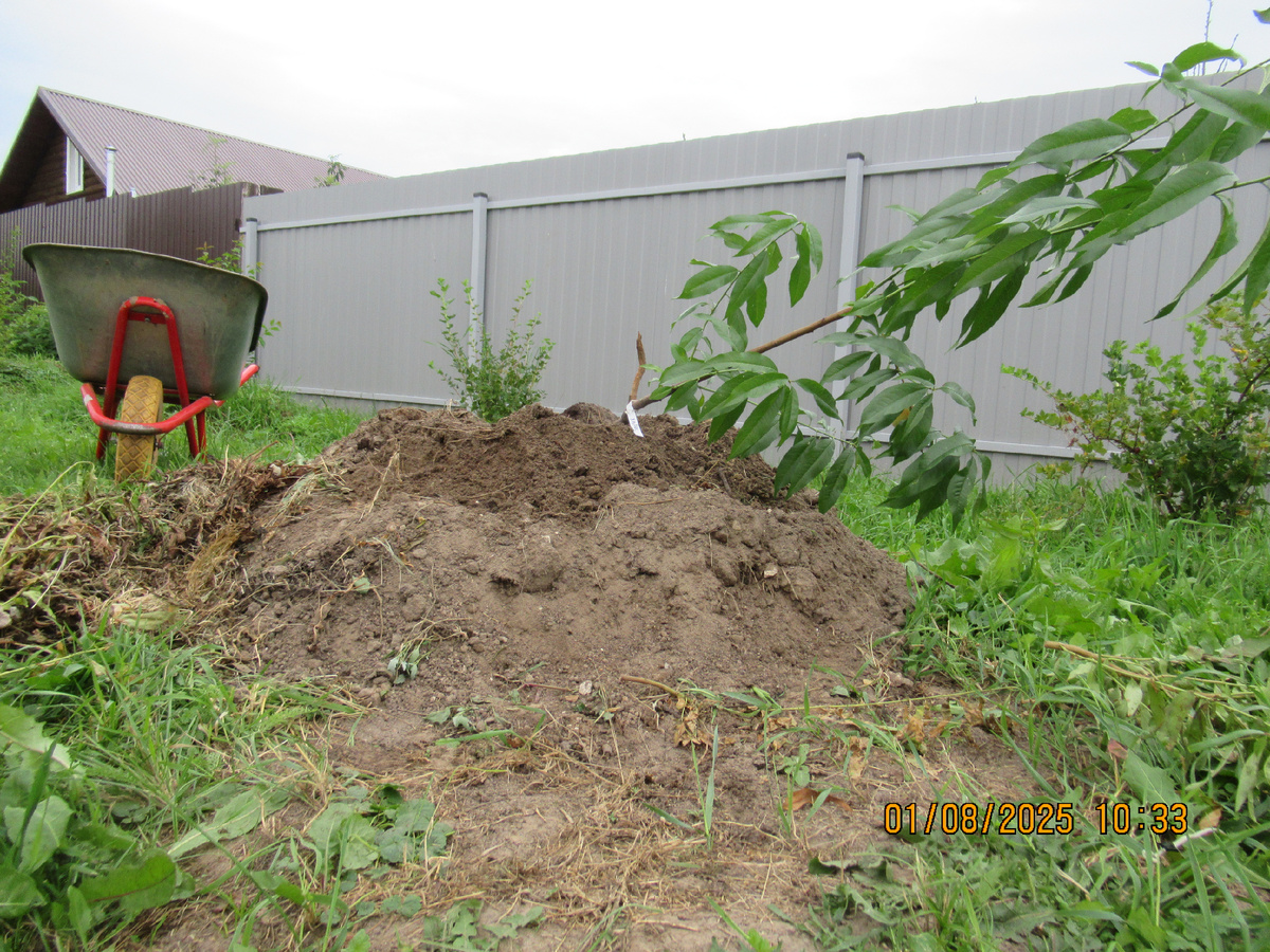 Персик Харнас.