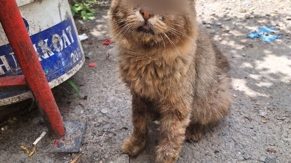 Слепой, но не сломленный кот