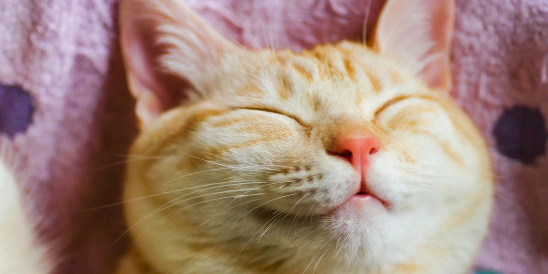 😺 Как кошки говорят вам «Я тебя люблю» по-кошачьи