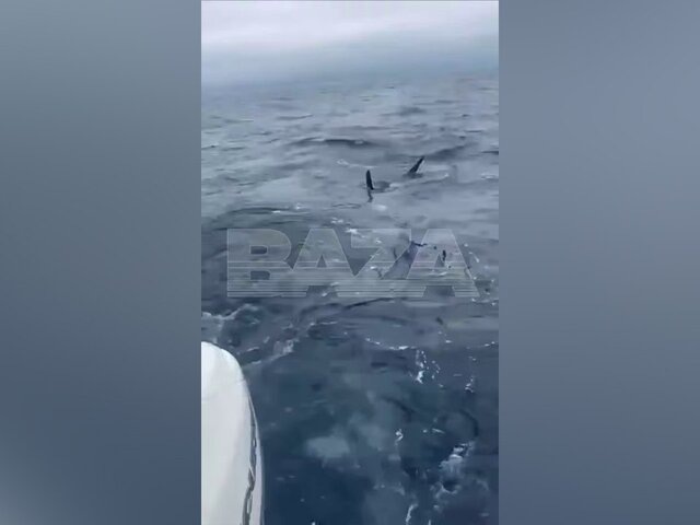    Фото: телеграм-канал Baza