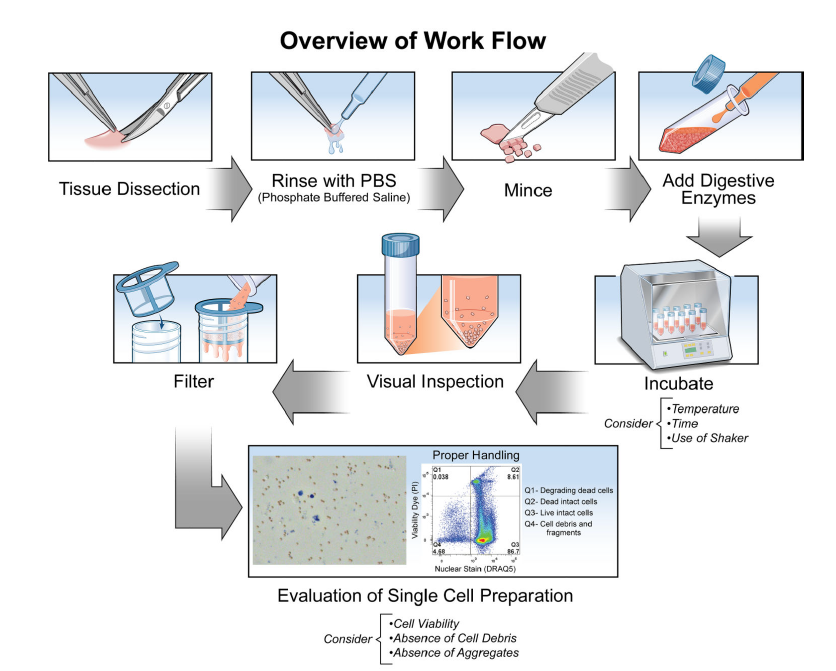 Протокол ручного выделения клеток из тканей