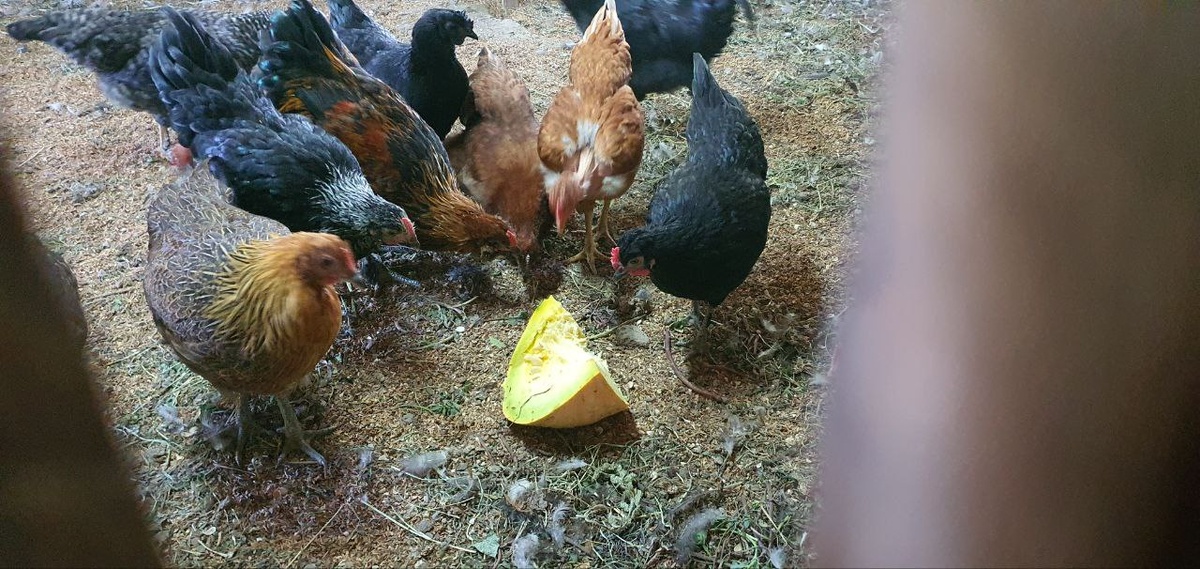 Куры с удовольствием клюют тыкву, птицы с аппетитом поедают мякоть и семечки