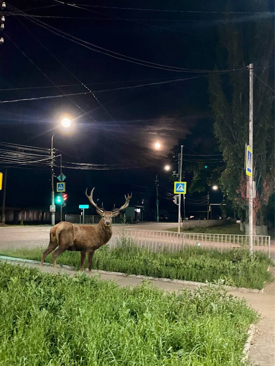 Фото сделано в городе Балашове, олень приделан)