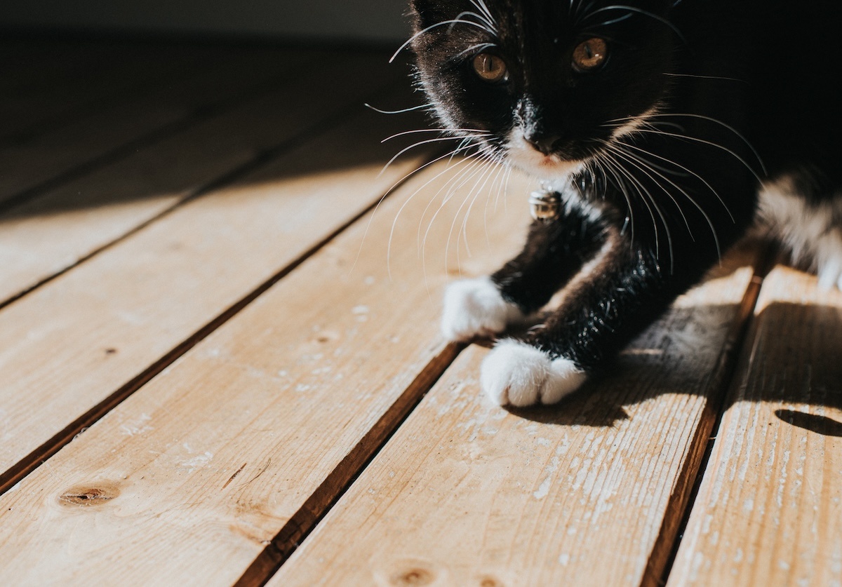 https://www.bobvila.com/wp-content/uploads/2018/10/cat-scratching-floor-GettyImages-1343835000.jpg