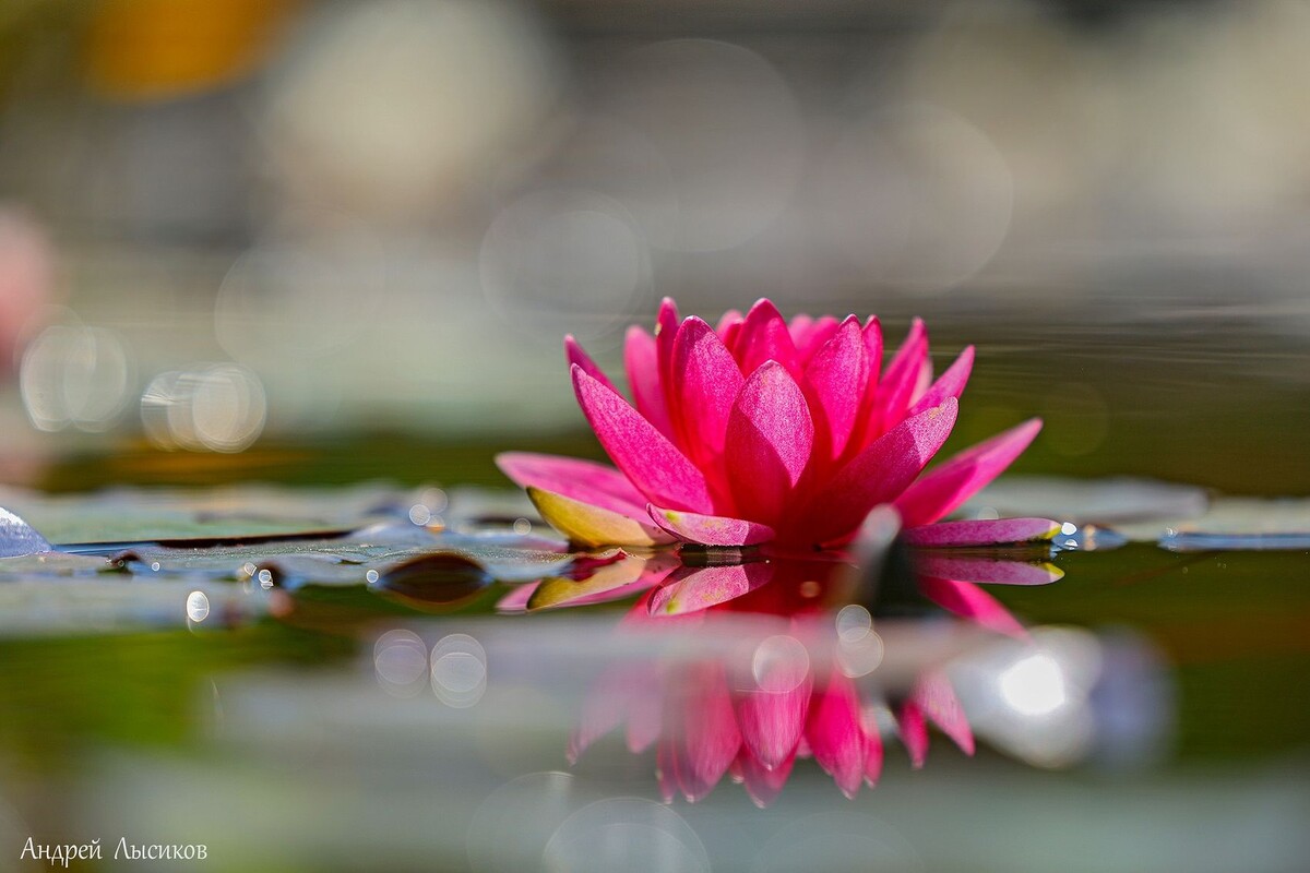 Фото: предоставлено PR-отделом "Аптекарского огорода"/Андрей Лысиков