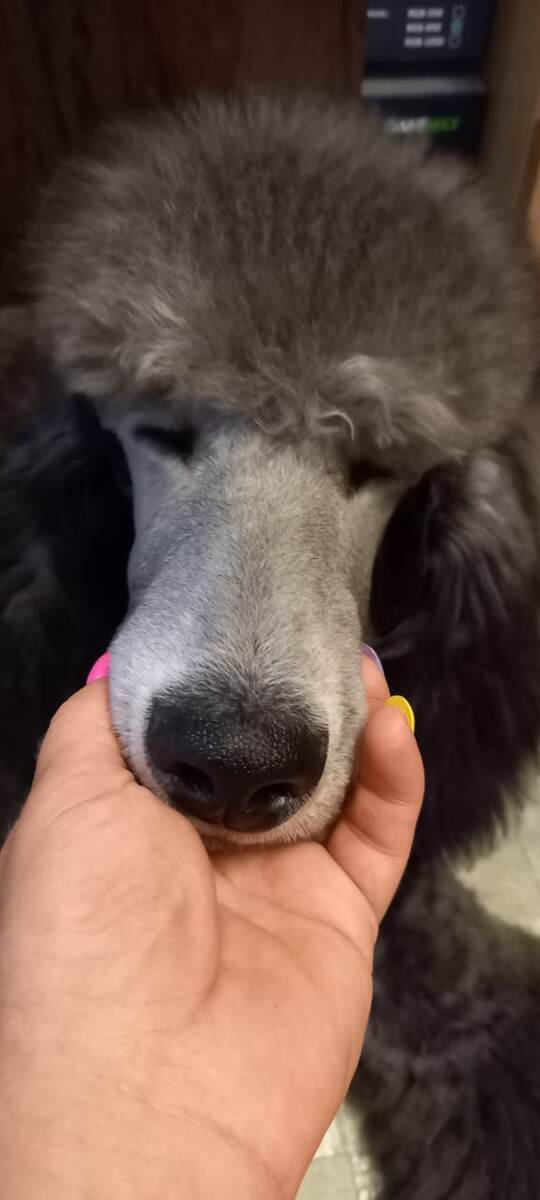 плюшевая морда