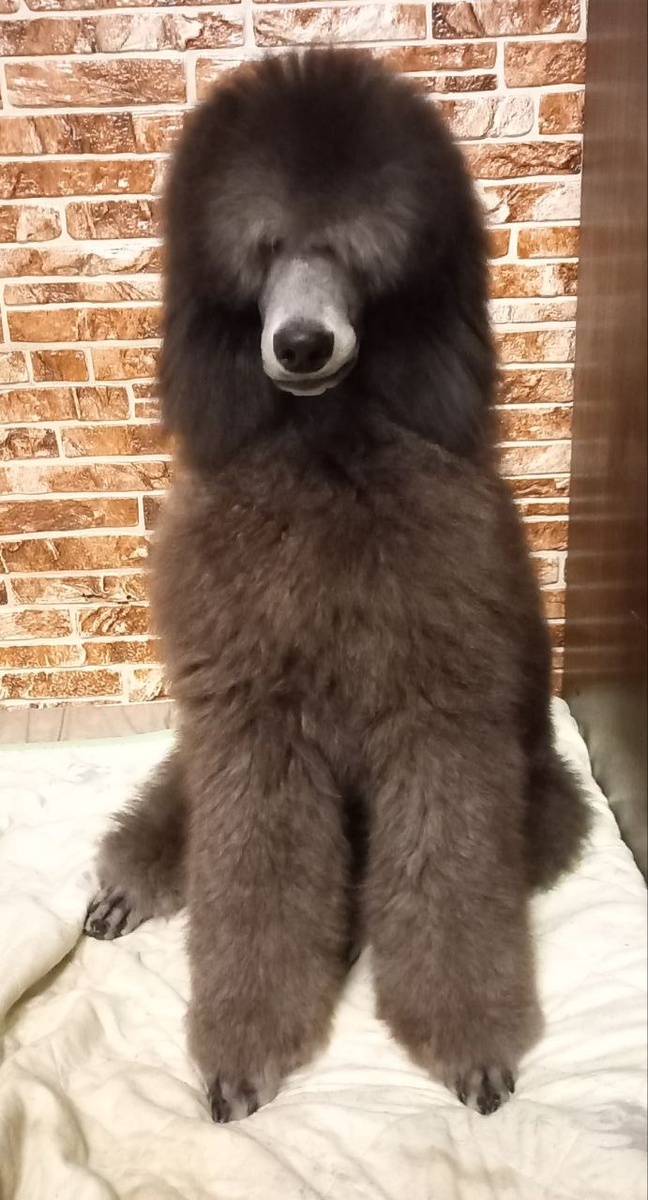 мистер лохматун