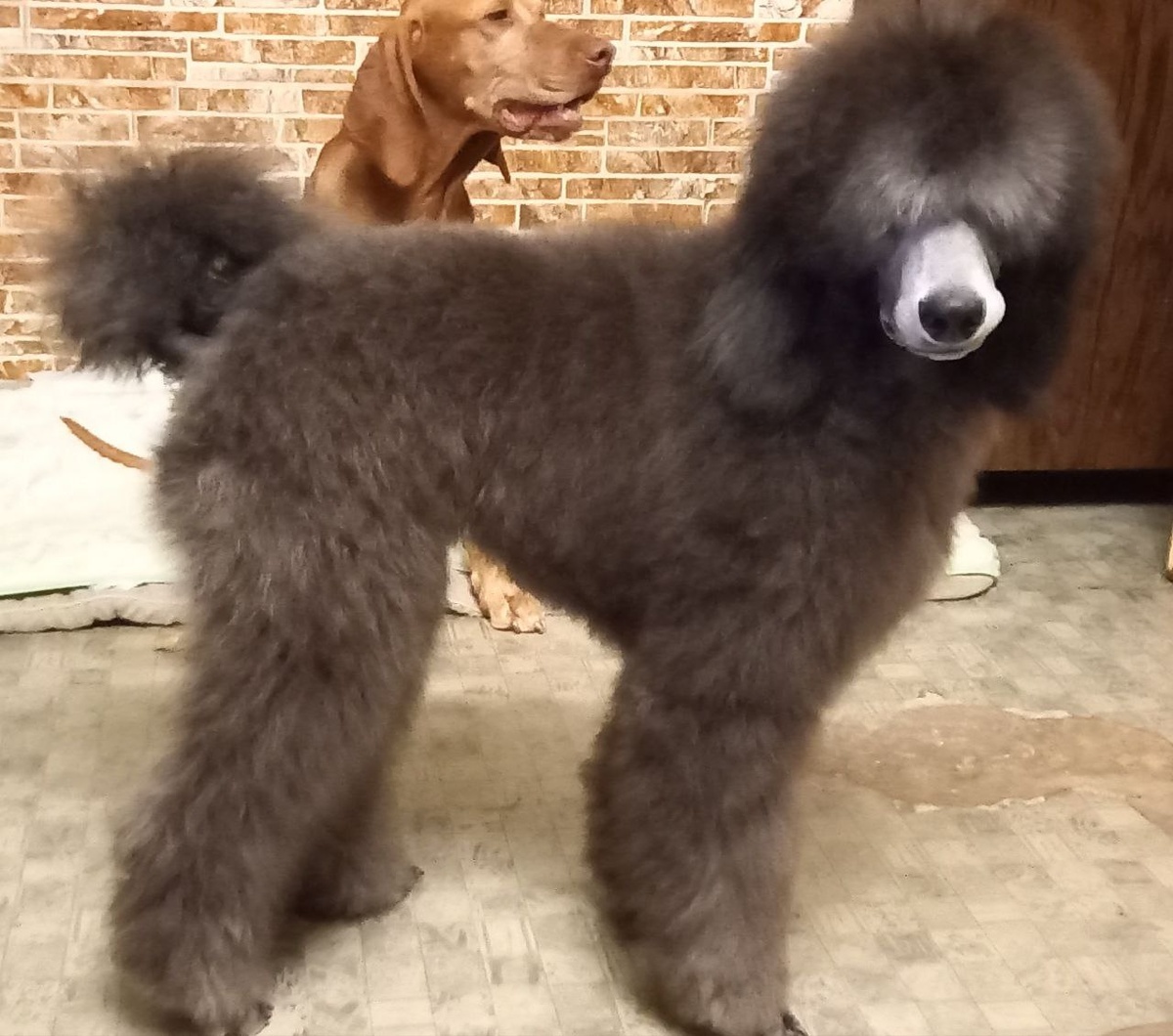 мистер пухнастик