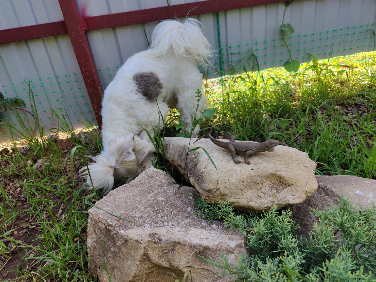 Джулия и ящерица