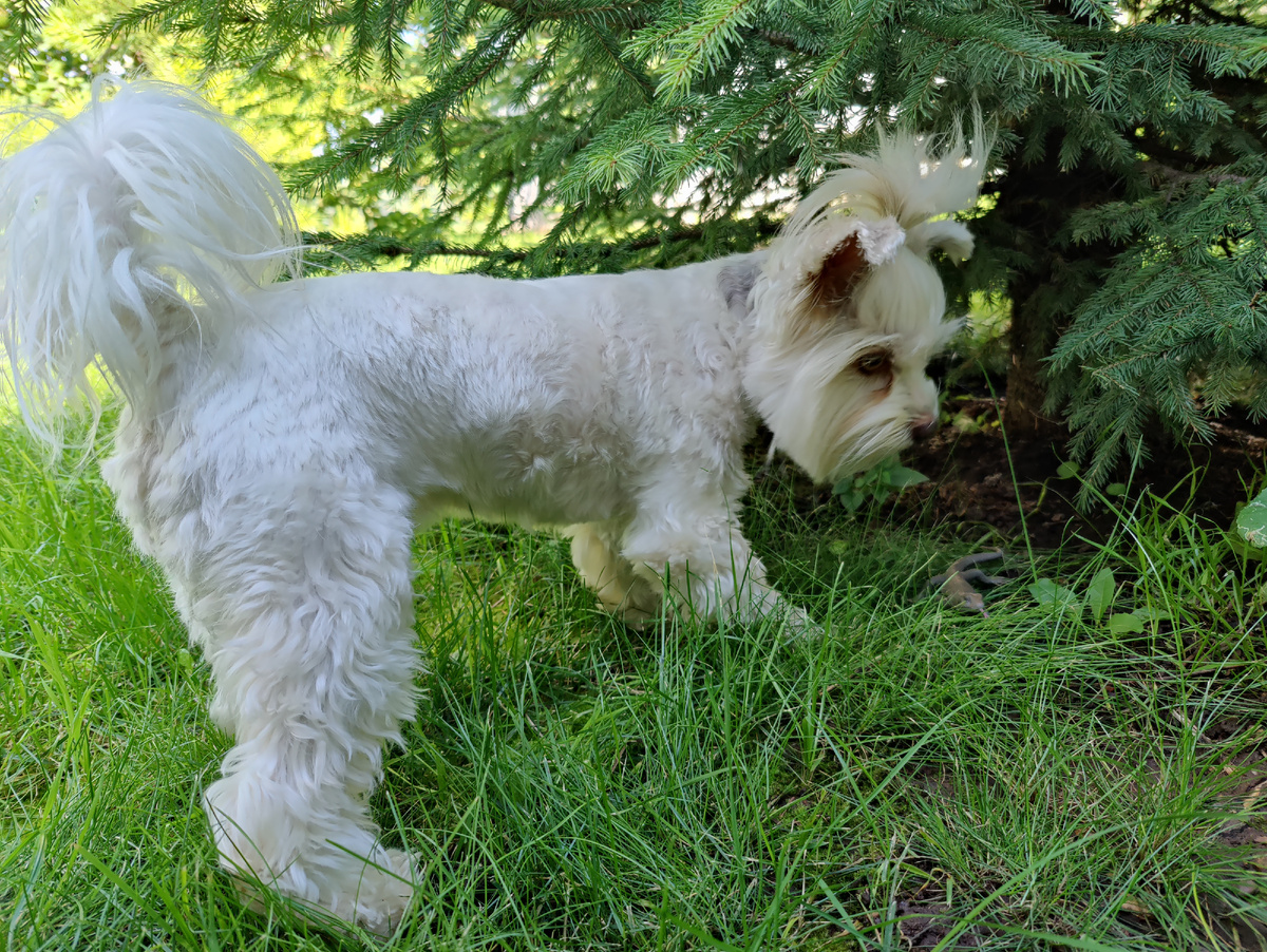 Джуля и ящерица