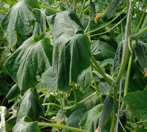 Увядают листья на огурцах. Корневая гниль или фузариоз