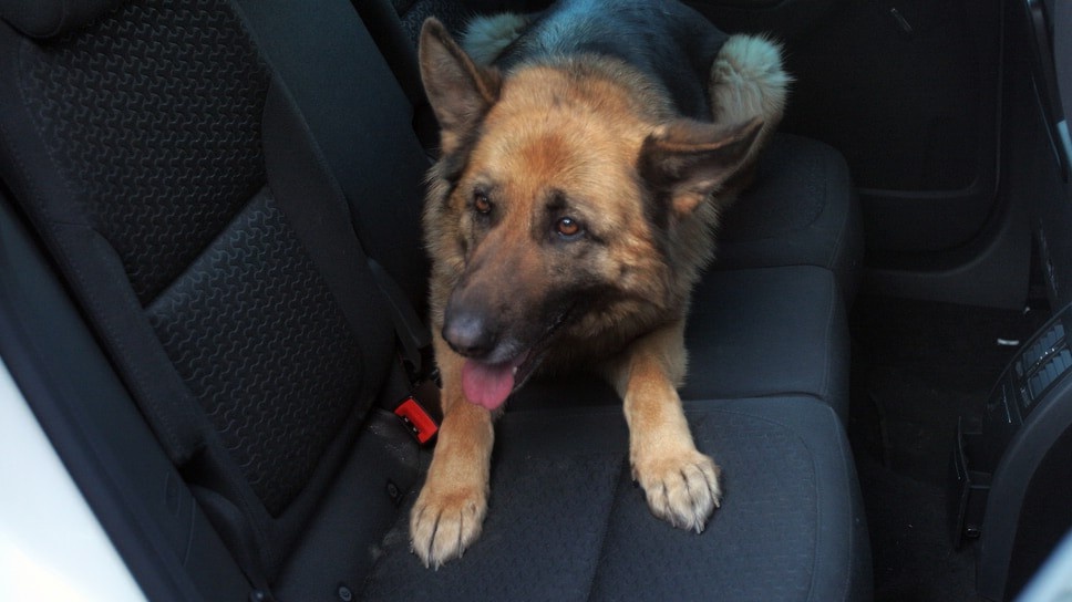 Хозяин в такой ситуации должен винить только себя самого.
