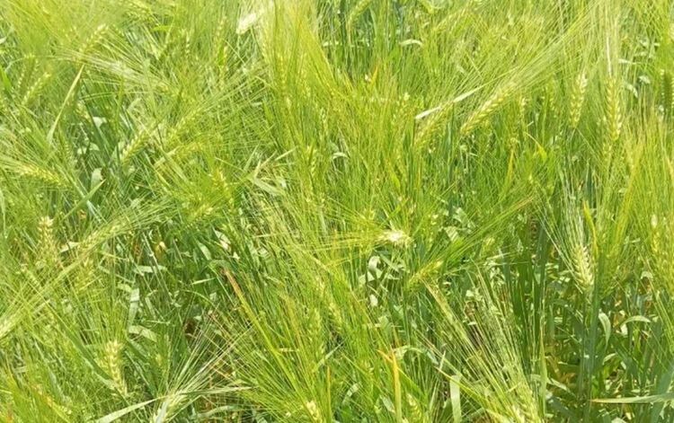    Семеноводство в новых регионах России продолжает развитие