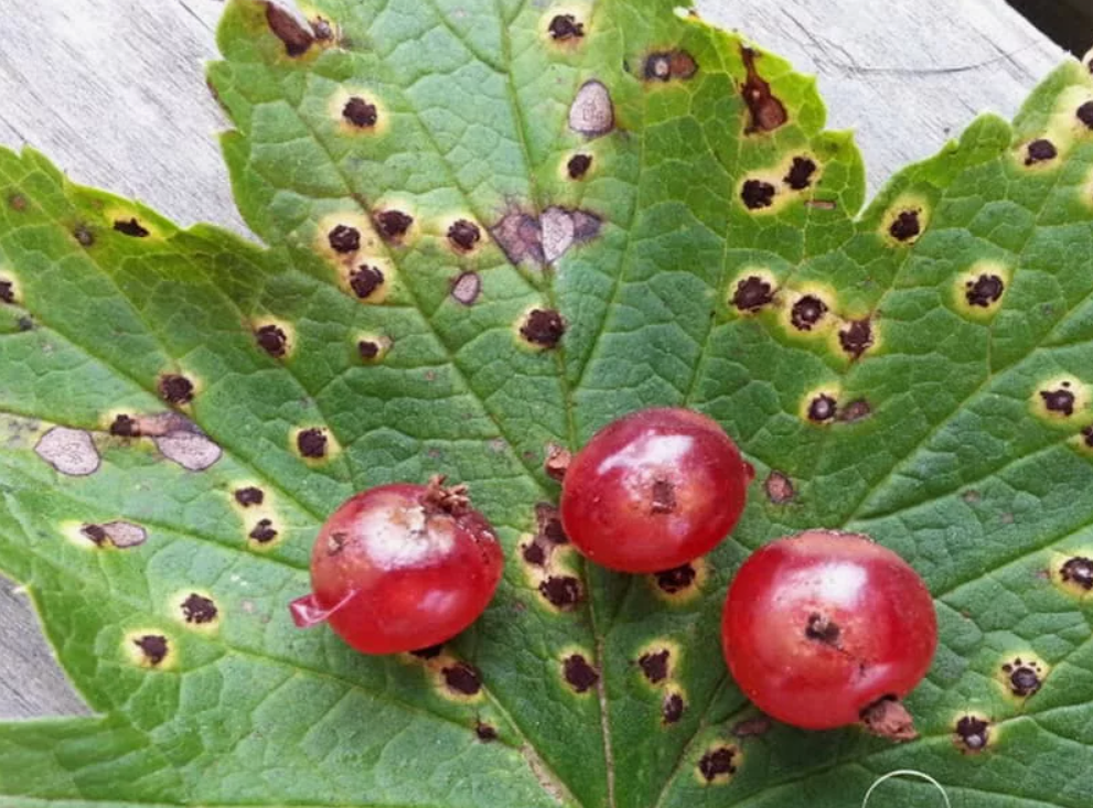 Не забывайте ставить пальчик вверх👍👍👍👍👍👍👍