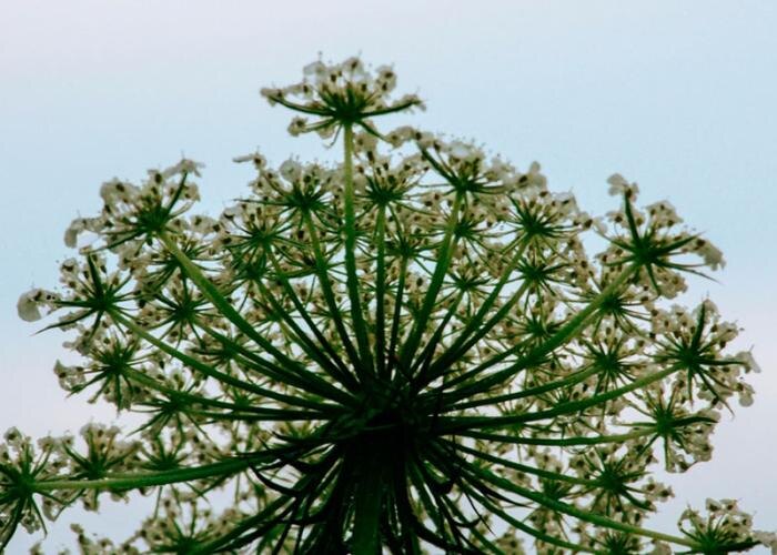     Фото: pexels.com