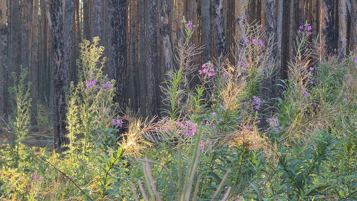 Цветущий иван-чай в наших краях
