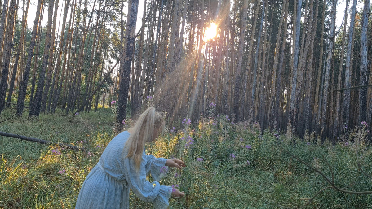 Собираем иван-чай