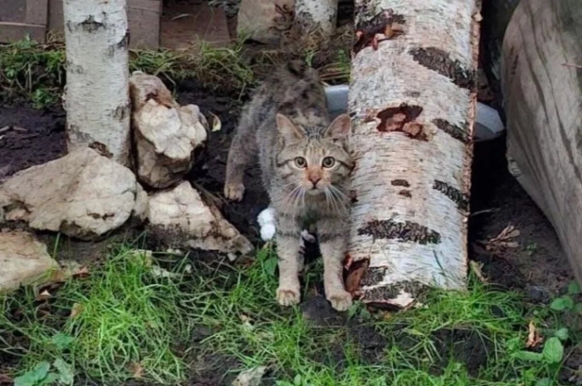    В зоопарке Екатеринбурга поселился лесной кот