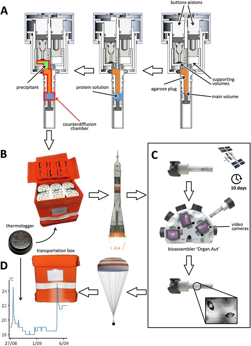    Схема эксперимента / © MacCarthy, C., Microgravity (Springer Nature)