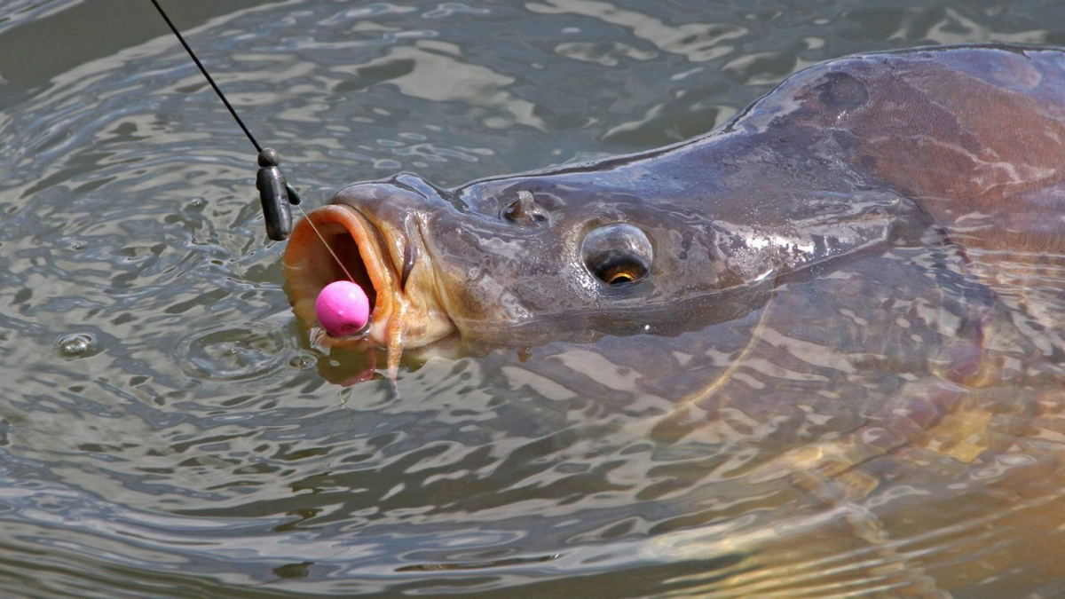 Фото из Яндекса. Спасибо автору. 