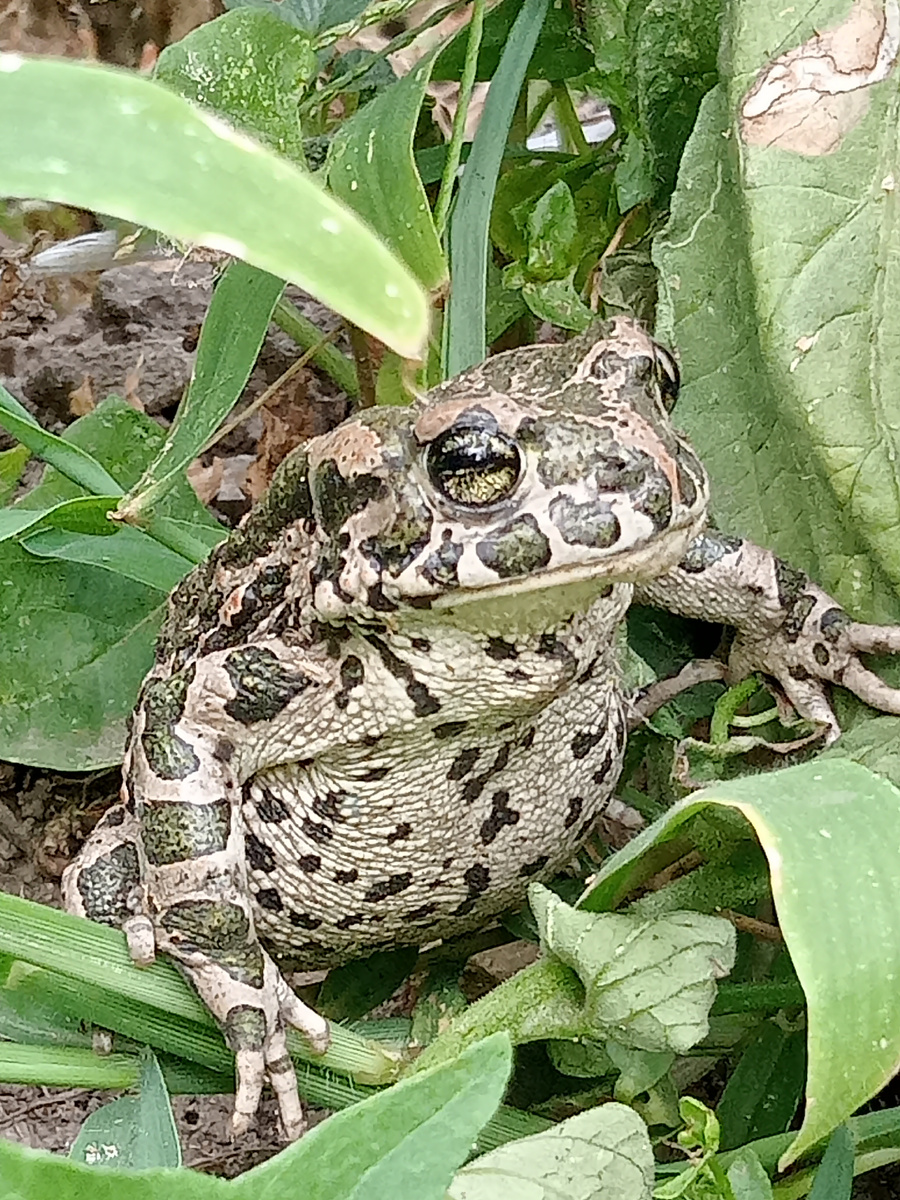 Фото не передаёт, но на самом деле она розовая!