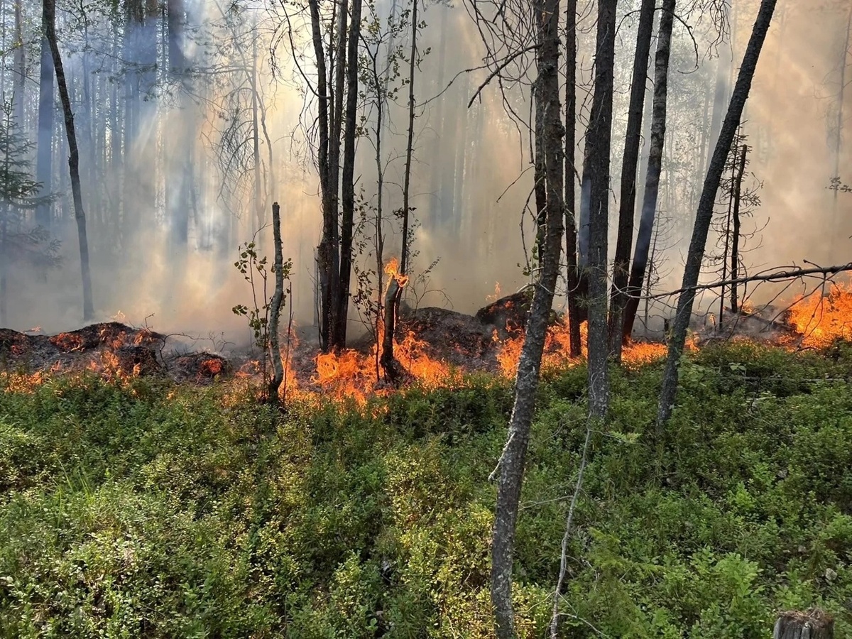    Фото: Госкомитет Карелии по ОЖ и БН