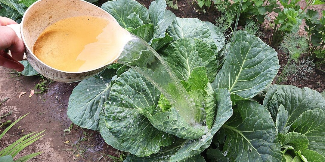 Решающие подкормки белокочанной капусты в августе: кочаны уплотнятся и крупными нальются