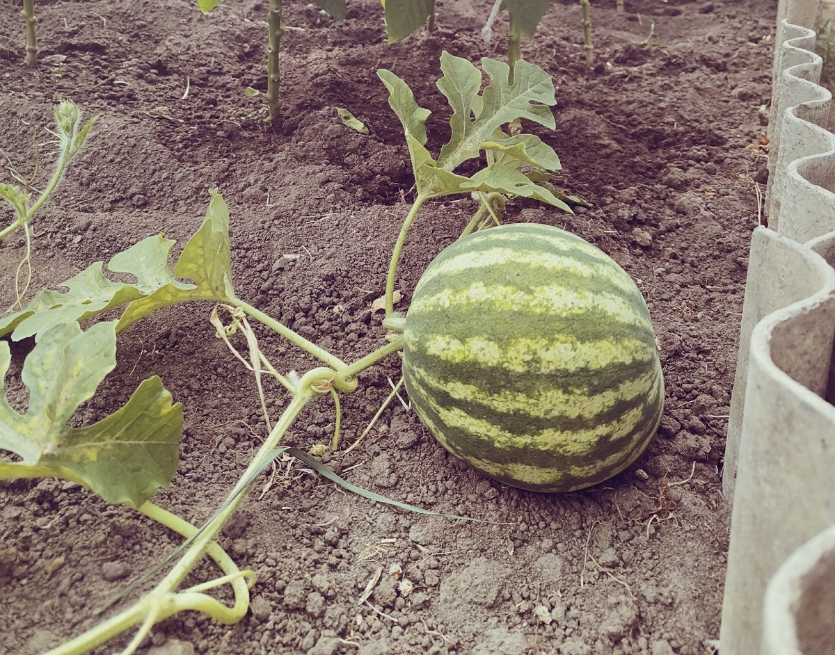 Август богат на сезонные фрукты и овощи. Вот такой арбузик вырос у нас на даче как раз к моему др. Фото автора