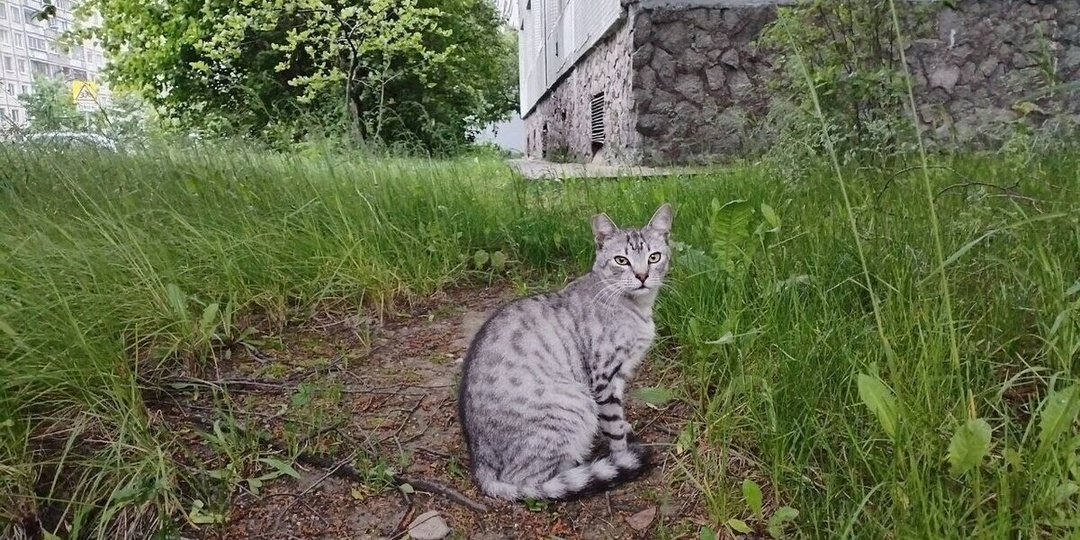 В замке Тапиау снова украли кота