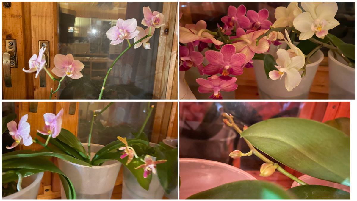 Орхидеи на даче