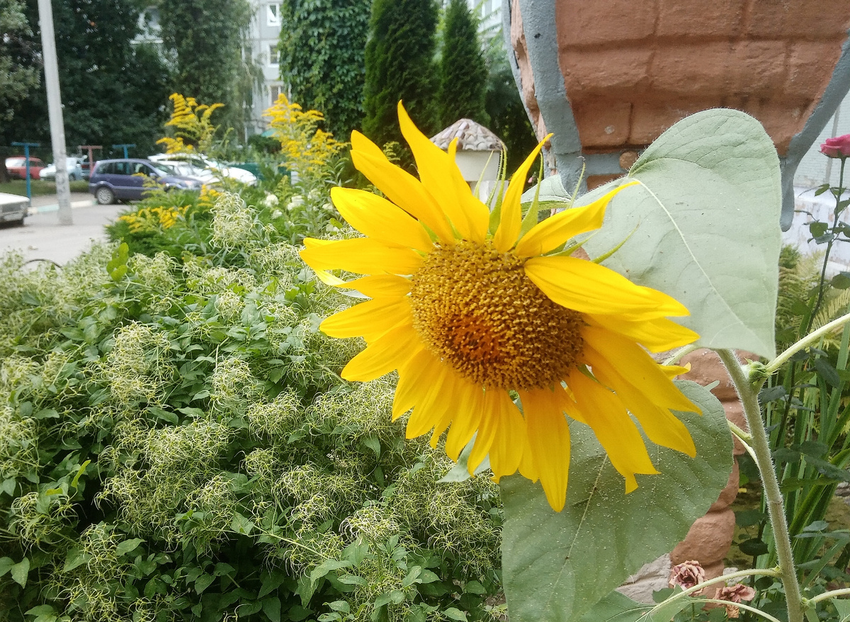 Фото автора от 01.08.2025г. Подсолнух задумался.