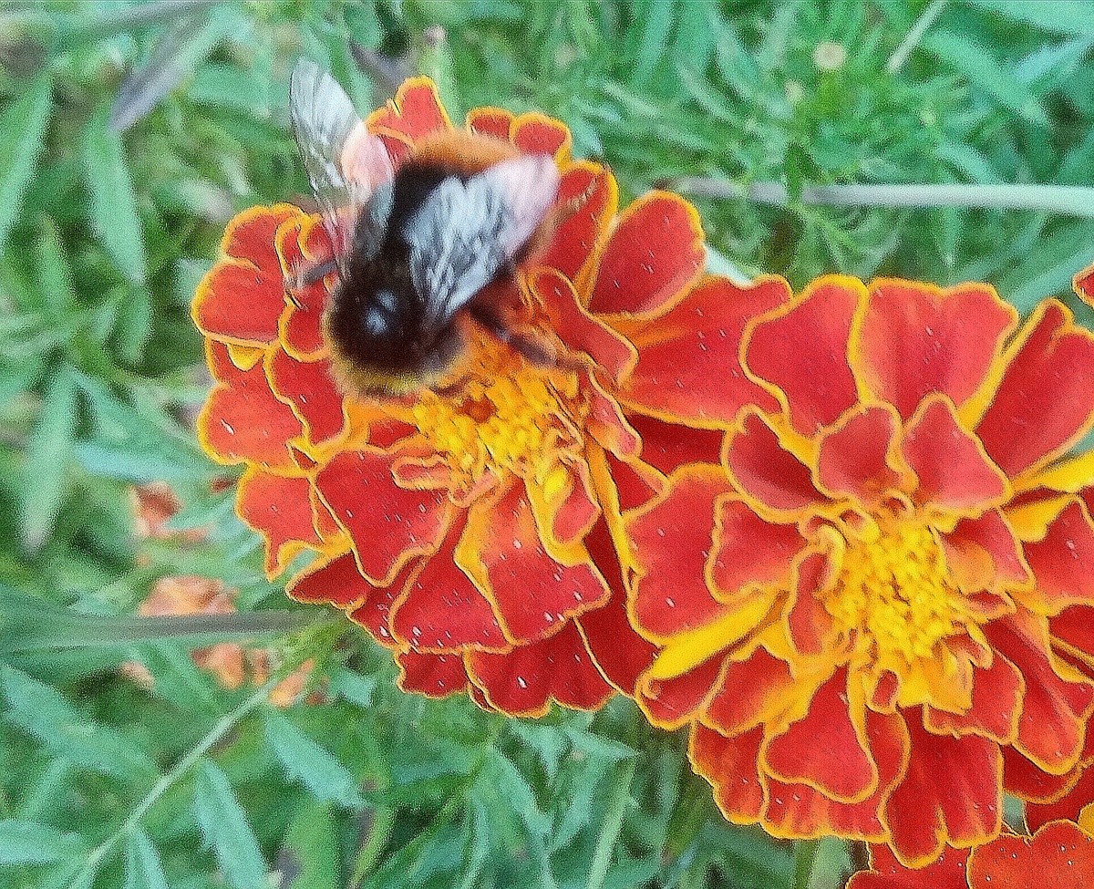 Фото автора от 01.08.2025г. Летний бархат.