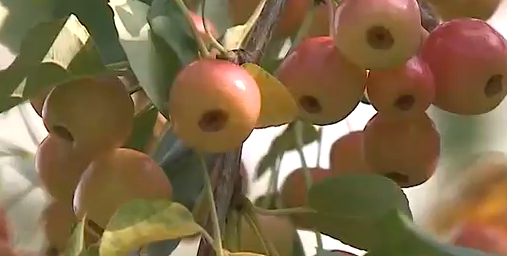     Красноярские синоптики дали предварительный прогноз на август