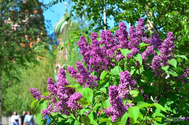    Август встречает тёплым солнцем Фото: АиФ/ Эдуард Кудрявицкий