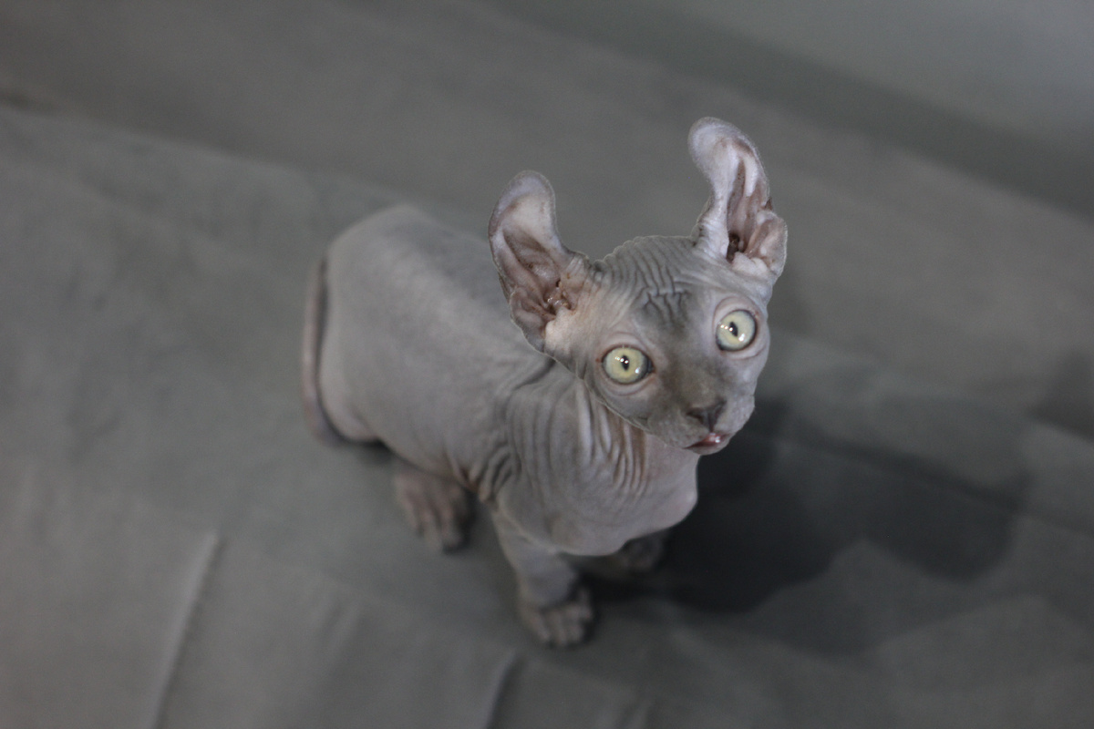 Эль в первые дни дома: состояние ушей