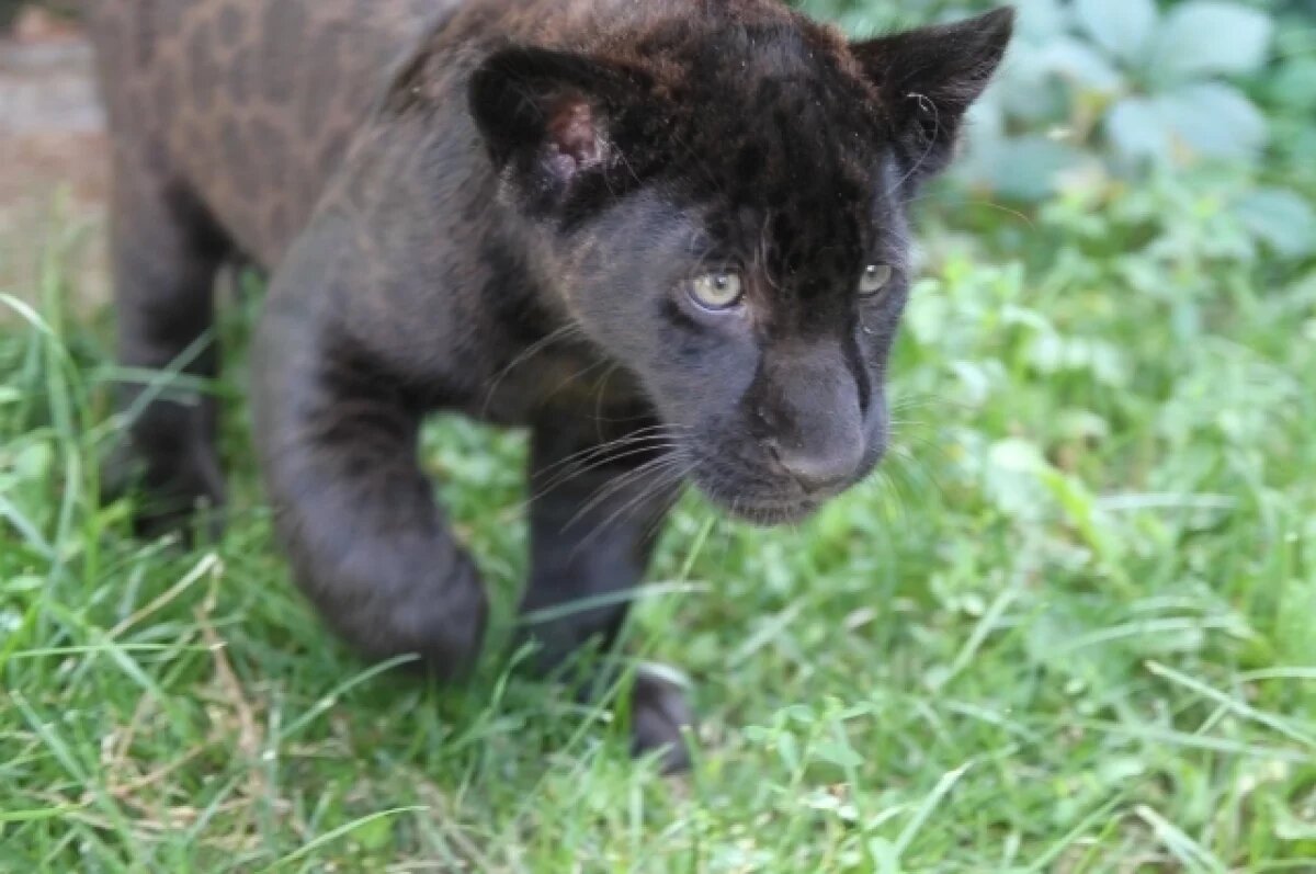    Детёнышей ягуара выпустили в открытый вольер в зоопарке в Удмуртии